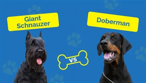 Schnauzer uriaș vs Doberman: Cum se compară? (Cu imagini)