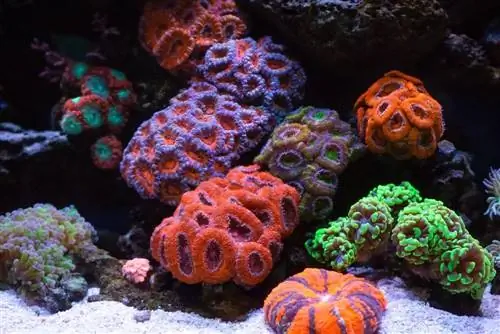 3 Pinakamahusay na PAR Meter Para sa Reef Tank sa 2023: Mga Review & Mga Nangungunang Pinili