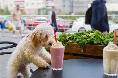 Um m altipoo pode comer comida humana?