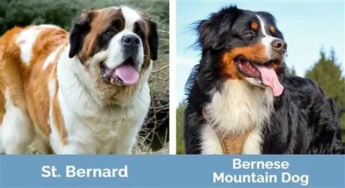 St. Bernard lwn Bernese Mountain Dog - Perbezaan Visual