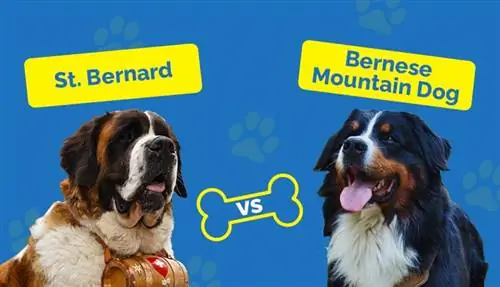 St. Bernard vs. Bernese Roob Aub – Qhov txawv yog dab tsi? (Nrog cov duab)