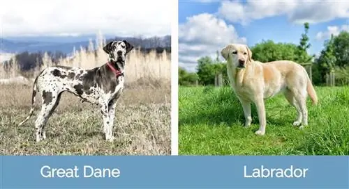 Nemecká doga vs Labrador