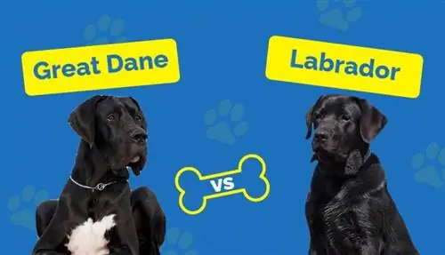 Great Dane vs Labrador: Hoe vergelyk hulle? (Met prente)