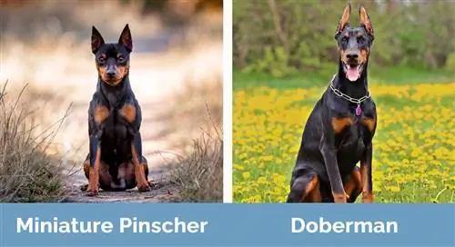 Pinscher miniatura vs Doberman - Diferențe vizuale