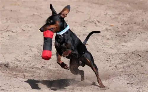 Pinscher miniatura jucându-se cu o jucărie