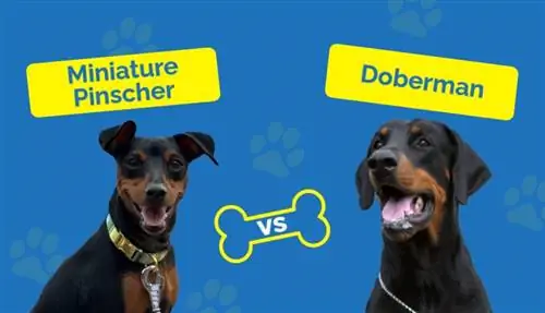 Miniatűr Pinscher vs Doberman – Hogyan hasonlíthatók össze? (Képekkel)