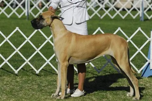 Great, Dane, Poses, With, His, Handler