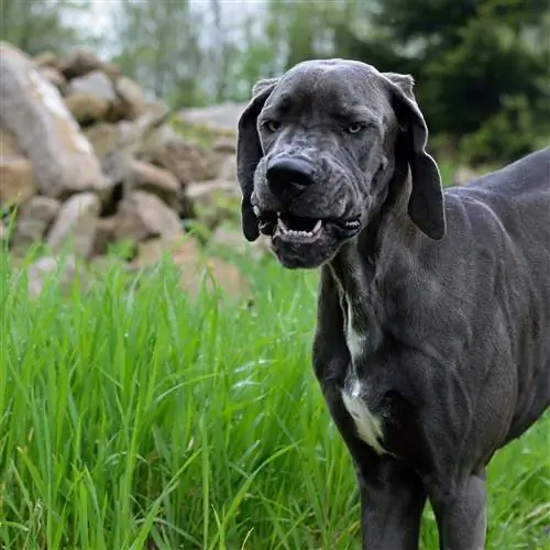 Is Great Danes aggressief? Wat jy moet weet