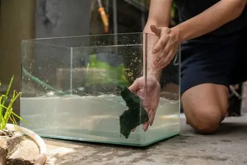 How To Clean A Fish Tank After Disease: 6 Lub Tswv Yim & FAQs