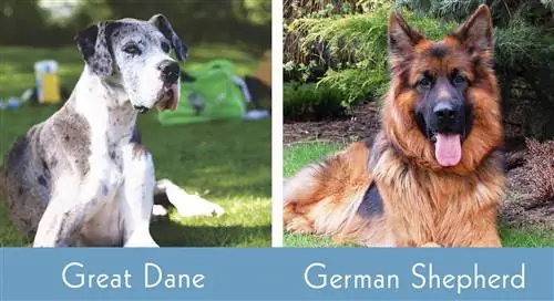 Great Dane vs German Shepherd δίπλα δίπλα