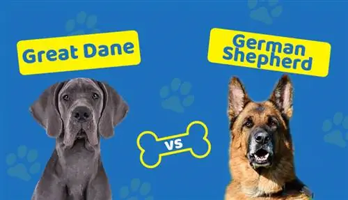 Great Dane vs German Shepherd - Lawv Sib Piv Li Cas? (Nrog cov duab)