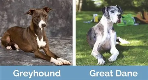 Greyhound vs Great Dane _ Berdampingan