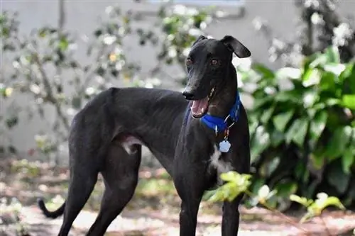 anjing greyhound Italia hitam