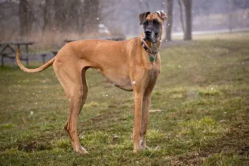 Fawn great dane staat buiten tijdens een besneeuwde dag