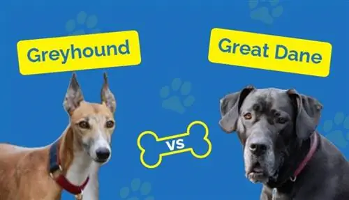 Greyhound vs Great Dane: Comparaison des races (avec photos)