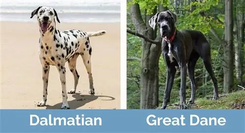 Dalmatian vs Great Dane_ Ib sab ntawm sab