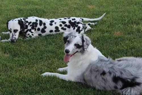 Canine Domestique Pedigree Pet Race Chien Dalmatien