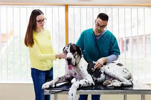 Propriétaire avec son dogue allemand chez vétérinaire