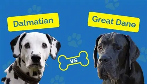 Dalmatian vs Great Dane: Lawv Sib piv li cas? (Nrog cov duab)