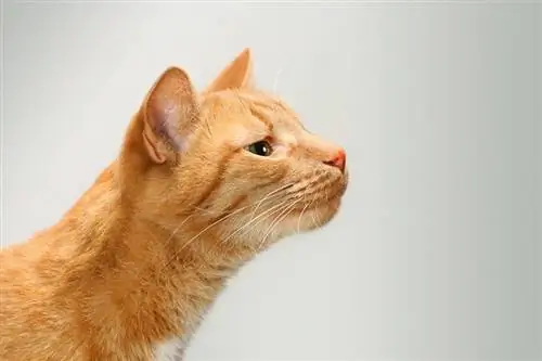 gato laranja cheirando algo