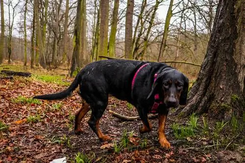 Poolse jachthond snuffelend in het bos