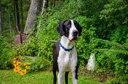 mantle great dane dog na nakatayo sa labas