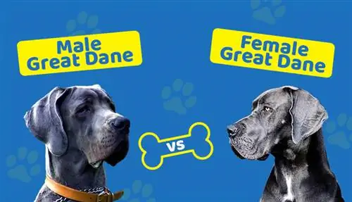 Lalaki vs Babae Great Dane: Paano Nila Paghahambing? (May mga Larawan)