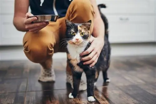 Schwarze und orangefarbene Katze mit Mann und Schüssel als Tiersitter