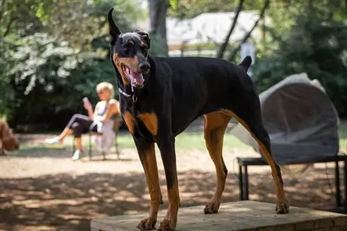 ant stalo stovintis seilėjęs dobermanas