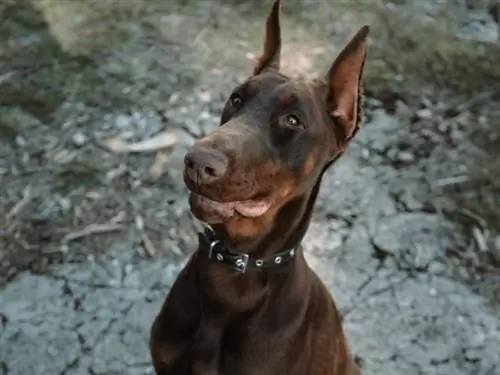 Brauner Dobermann sitzt