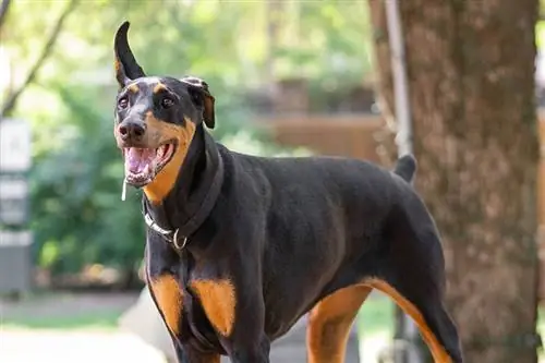 Dobermanii saliva mult? Ce trebuie sa stii