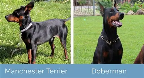 Manchester Terrier vs Doberman unul lângă altul