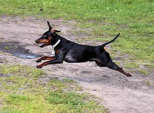 tânăr manchester terrier alergând