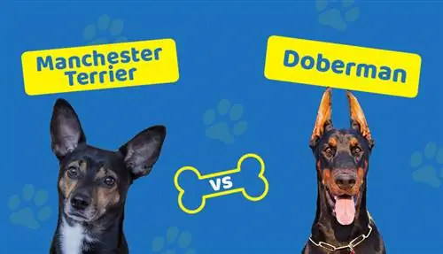 Manchester Terrier vs. Doberman: Hoe vergelyk hulle? (Met prente)