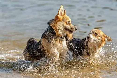 Je, Matako ya Corgi Kweli Huelea Majini? Mambo ya Kuvutia