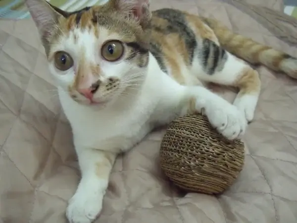 Boule en carton écologique bricolage pour chat