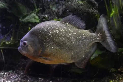 pește piranha