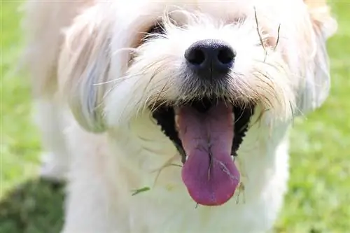 glimlaggende hond het gras geëet