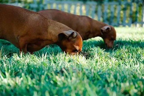 O estômago do meu cachorro está borbulhando & Eles estão comendo grama, estão doentes?