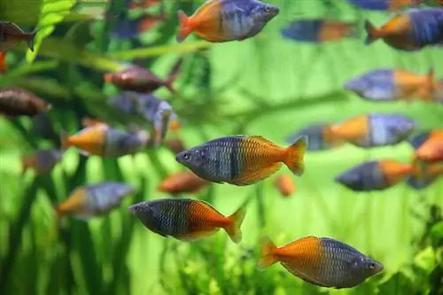 bosemans rainbow fish