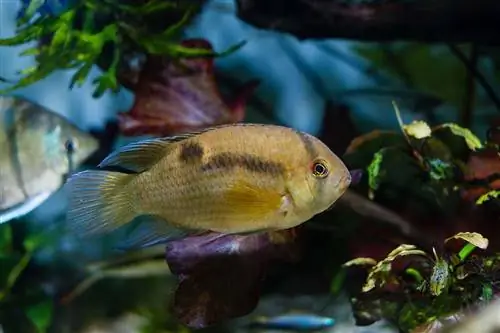 Avaimenreikä Cichlid