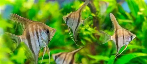 angelfish