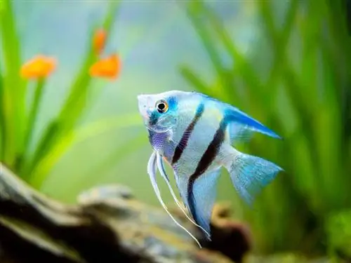 zebra angelfish