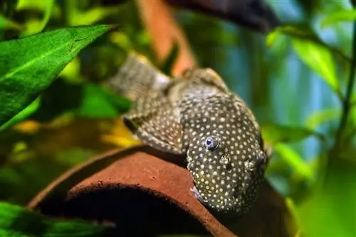 bushynose catfish