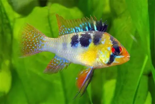 Kääpiöperhonen cichlid