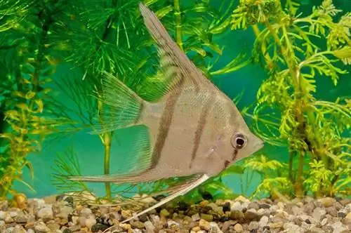 14 Best Tank Mates for Angelfish (Λίστα συμβατότητας 2023)