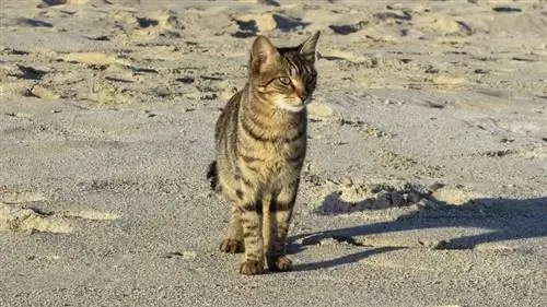 seekor kucing berdiri di tepi pantai