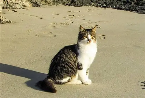 Apakah Kucing Sebenarnya Suka Pergi ke Pantai? Jawaban yang Menarik