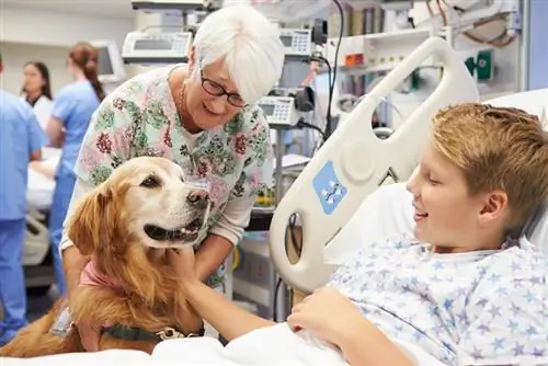 cão de terapia visitando paciente no hospital