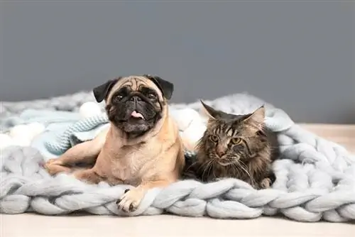 gato y perro pug tirados en una manta en el suelo